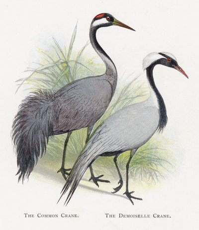 Tavallinen nosturi, Demoiselle Crane tekijältä Alexander Francis Lydon