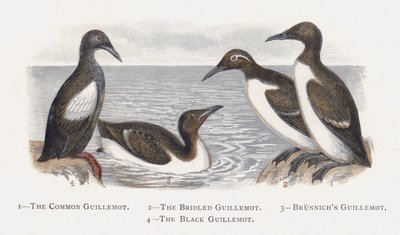 The Common Guillemot, The Bridled Guillemot, Brunnichs Guillemot, The Black Guillemot tekijältä Alexander Francis Lydon