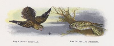 The Common Nightjar, The Isabelline Nightjar tekijältä Alexander Francis Lydon