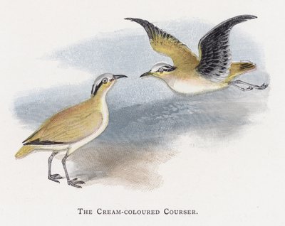 Kermanvärinen Courser tekijältä Alexander Francis Lydon