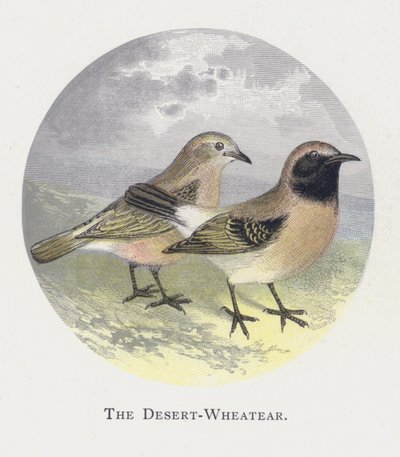 Desert-Wheatear tekijältä Alexander Francis Lydon