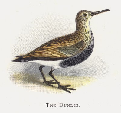 Dunlin tekijältä Alexander Francis Lydon