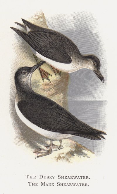 Dusky Shearwater, Manx Shearwater tekijältä Alexander Francis Lydon