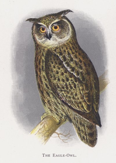 Eagle-Pöllö tekijältä Alexander Francis Lydon