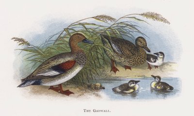 Gadwall tekijältä Alexander Francis Lydon
