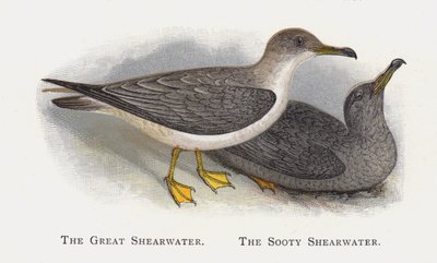 The Great Shearwater, The Sooty Shearwater tekijältä Alexander Francis Lydon