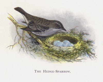 Hedge-Sparrow tekijältä Alexander Francis Lydon