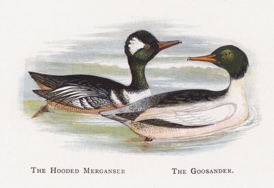 Hooded Merganser, The Goosander tekijältä Alexander Francis Lydon