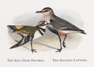 Killdeer Dotterel, seurallinen Lapwing tekijältä Alexander Francis Lydon