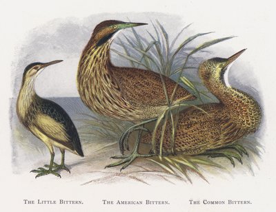 Little Bittern, American Bittern, Common Bittern tekijältä Alexander Francis Lydon