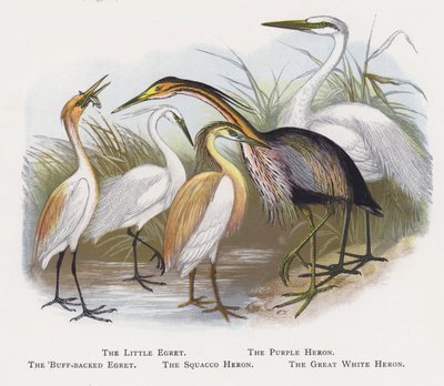 Pikkuhaikara, Purppurahaikara, Buff-selkähaikara, Squacco-haikara, Suuri valkohaikara tekijältä Alexander Francis Lydon