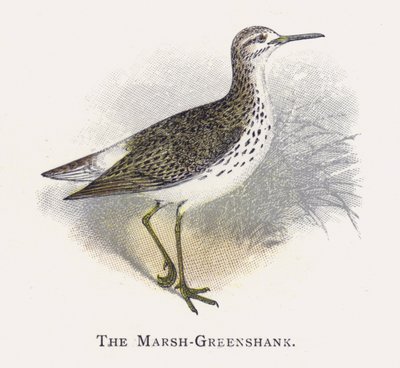 Marsh-Greenshank tekijältä Alexander Francis Lydon