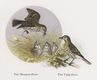 Meadow-Pipit, The Tree-Pipit tekijältä Alexander Francis Lydon