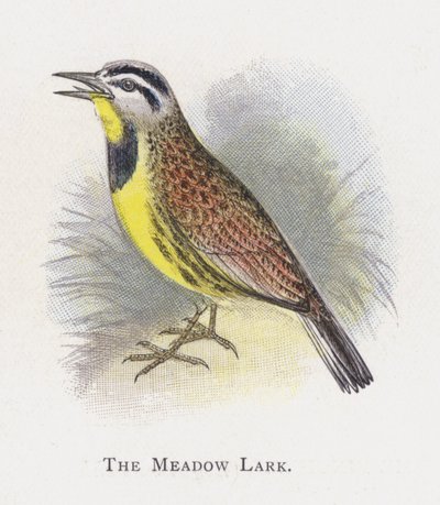 Meadow Lark tekijältä Alexander Francis Lydon