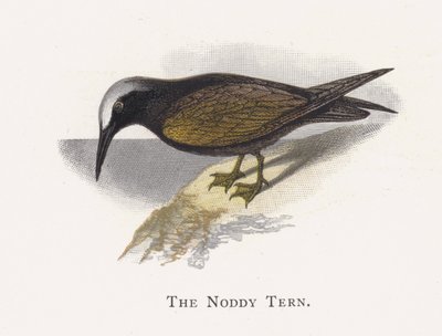 Noddy-tiira tekijältä Alexander Francis Lydon