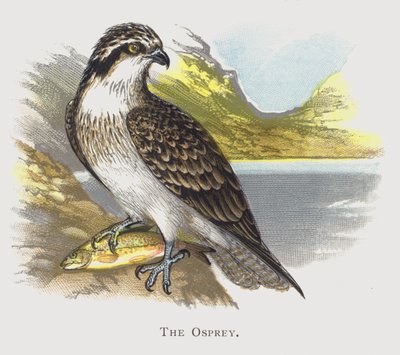 Osprey tekijältä Alexander Francis Lydon