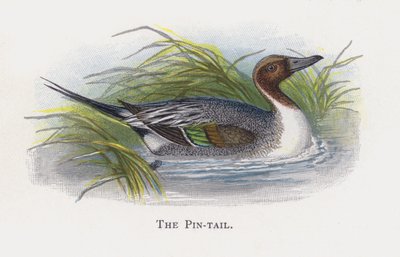 Pin-tail tekijältä Alexander Francis Lydon