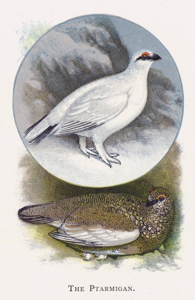 Ptarmigan tekijältä Alexander Francis Lydon