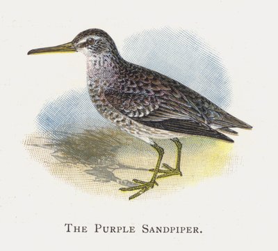 Purple Sandpiper tekijältä Alexander Francis Lydon