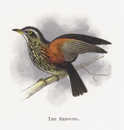 Redwing tekijältä Alexander Francis Lydon