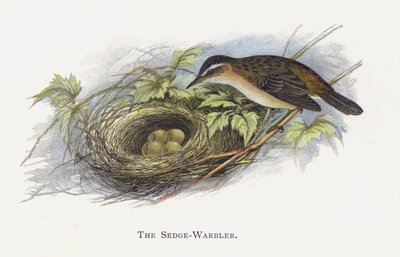 Sedge-Warbler tekijältä Alexander Francis Lydon