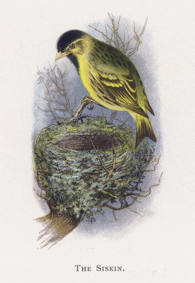 Siskin tekijältä Alexander Francis Lydon