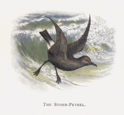 Myrsky-Petrel tekijältä Alexander Francis Lydon