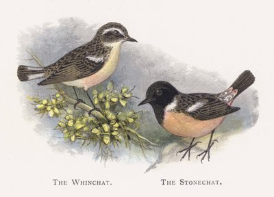 The Whinchat, The Stonechat tekijältä Alexander Francis Lydon