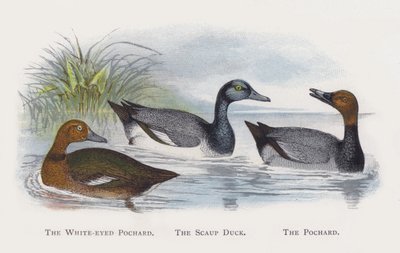 Valkosilmäinen Pochard, Scaup Duck, Pochard tekijältä Alexander Francis Lydon