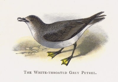 White-throated Grey Petrel tekijältä Alexander Francis Lydon