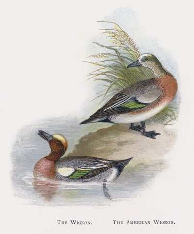 Wigeon, amerikkalainen Wigeon tekijältä Alexander Francis Lydon