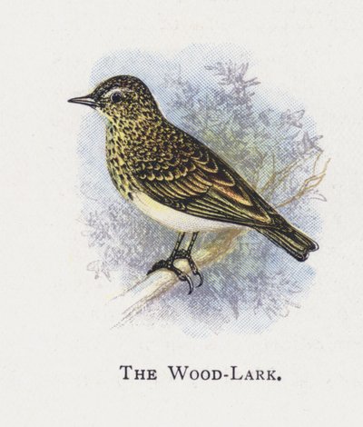 Puu-Lark tekijältä Alexander Francis Lydon