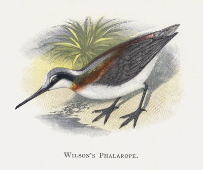 Wilsons Phalarope tekijältä Alexander Francis Lydon