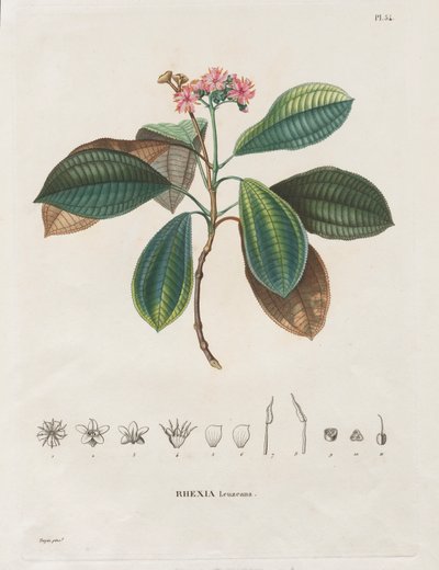 Matka uuden mantereen päiväntasausalueille, tehty vuosina 1709-1804: Monografia Melastomaceae: nro 54 tekijältä Alexander, Freiherr von Humboldt