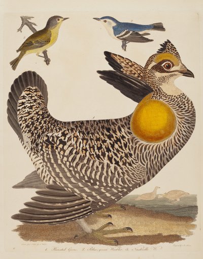 Pinnated Grous, Blue-green Warbler ja Nashville Warbler, julkaistu 1808-1814. tekijältä Alexander Lawson