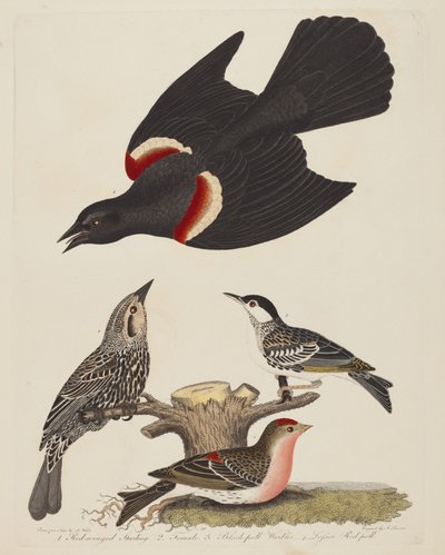 Punasiipinen kottarainen, naaras punasiipinen kottarainen, mustasukkainen ja pieni..., pub.1808-1814. tekijältä Alexander Lawson