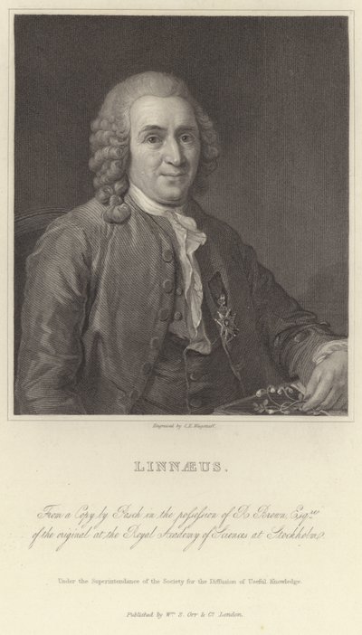 Linnaeus tekijältä Alexander Roslin