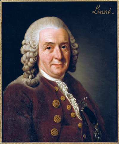 Carl von Linnen (Linnaeus) muotokuva tekijältä Alexander Roslin