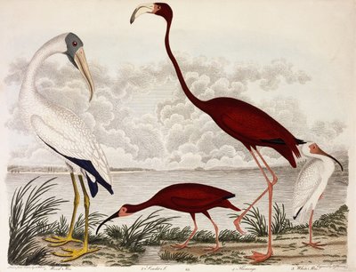 Wood Ibis, Scarlet Flamingo, White Ibis, n. 1828-1829 tekijältä Alexander Wilson