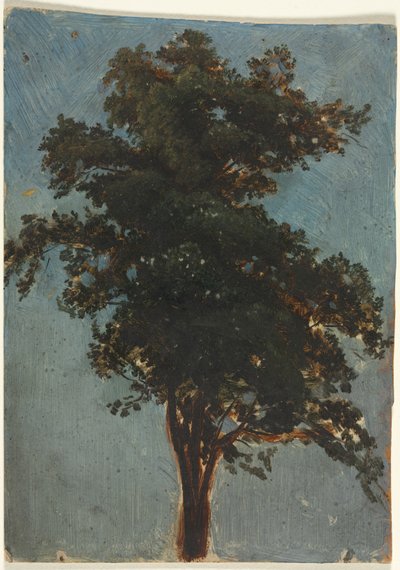 Tree Study, toinen kolmas 1800-luku. tekijältä Alexandre Calame
