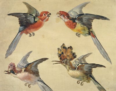 Lintututkimus: Kaksi papukaijaa, Hoopoe ja Jay; Lintututkimukset: Kaksi pientä papukaijaa, Hoopoe ja Jay, tekijältä Alexandre Francois Desportes