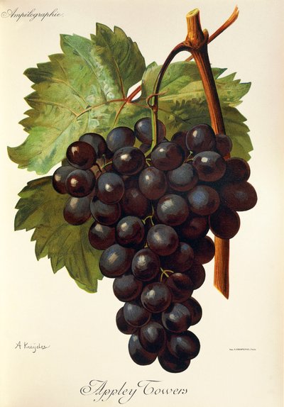 Appley Towers -rypäle. Kuvitus A. Kreyder., Pessione, Traite General de Viticulture. Ampelografia tekijältä Alexis Kreyder