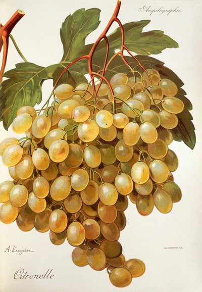 A. Kreyderin Citronelle-rypäle tekijältä Alexis Kreyder