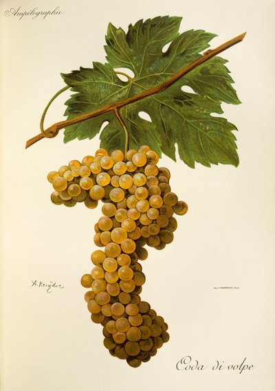 Raïm Coda di Volpe d