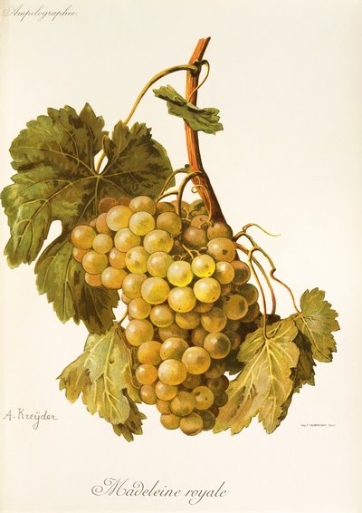 Raïm Madeleine Royale d