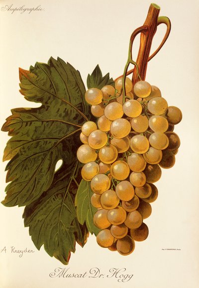 A. Kreyderin Muscat Dr. Hogg -rypäle tekijältä Alexis Kreyder