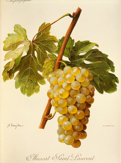 A. Kreyderin Muscat Saint-Laurent -rypäle tekijältä Alexis Kreyder