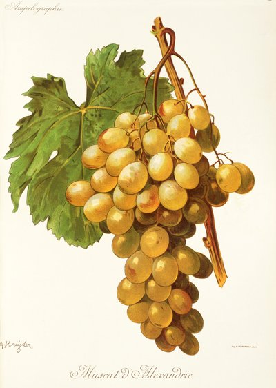 A. Kreyderin Muscat d