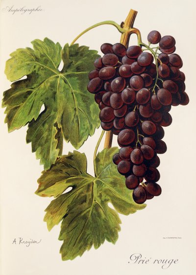 A. Kreyderin Prie