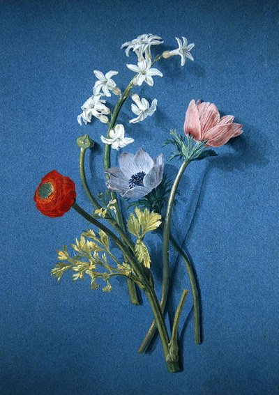 Ranunculus, vuokot ja jasmiini (musta liitu vartalovärillä ja harmaa pesu sinisellä paperilla) tekijältä Alexis Nicolas Perignon